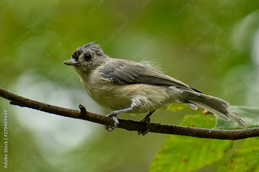 Naklejka premium Juvenile Tufted Titmouse on a branch