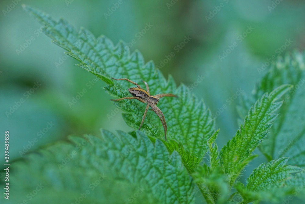 one gray spider sits on a green leaf of a nettle plant