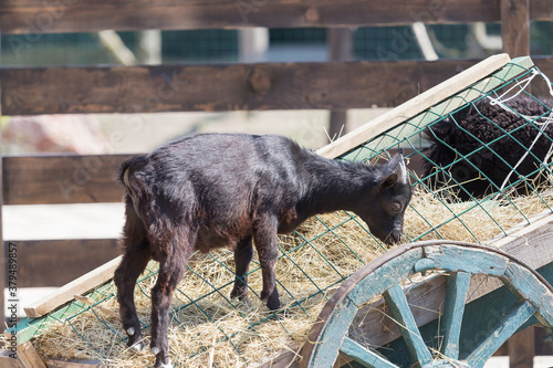 Little black goat eats dry grass