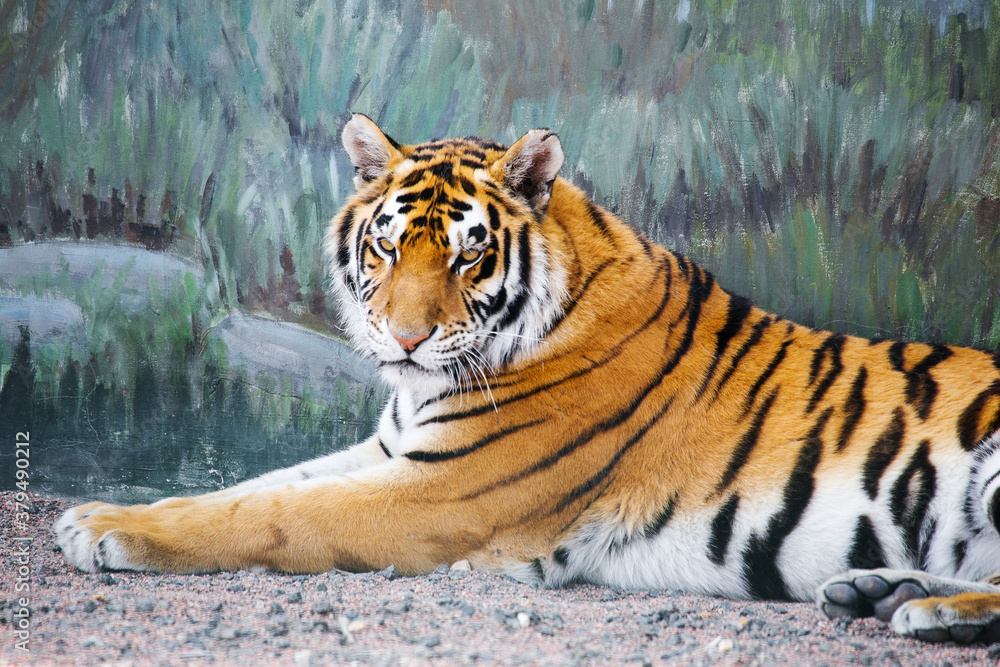 Obraz premium Tiger imposingly lies and rests, Beautiful powerful big tiger cat (Amur tiger). Tiger look. Big cat. Wild animal. Africa. Safari. Wildlife Safari Park