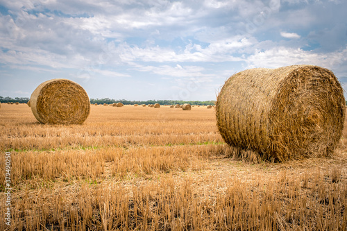 Big round straw bales of straw in the field after the harvest