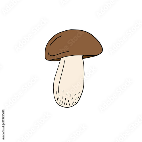 Vector hand drawn doodle sketch King bolote cep mushroom isolated on white background