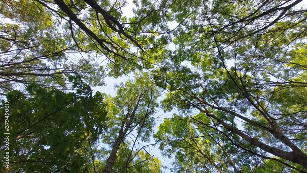 Rotation in the forest foliage. Rotation in the forest foliage.