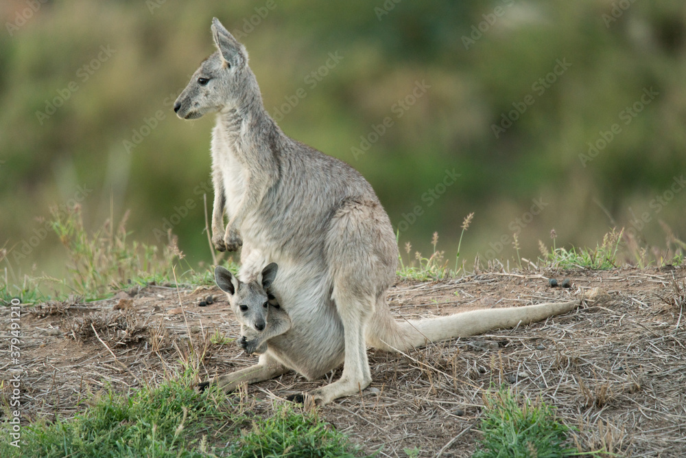 Eastern grey kangaroo, Macropus giganteus, with joey in pouch Eastern grey kangaroo, Macropus giganteus, with joey in pouch