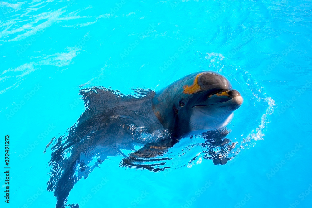 Fototapeta premium Beautiful dolphin smiling in blue swimming pool water on clear sunny day. Dolphin portrait while looking at you while smiling
