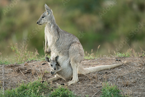 Eastern grey kangaroo, Macropus giganteus, with joey in pouch
