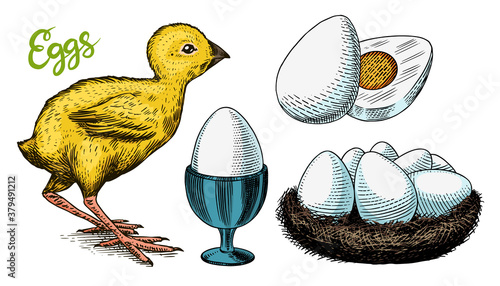 Chicken and egg holder, nest and yolk. Engraved hand drawn vintage sketch. Woodcut style. Vector illustration for menu or poster.