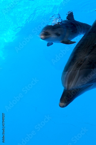 A charming dolphin baby swims with his mom dolphin in pool. Two dolphins enjoing together. Dolphin with cub swim in the pool..