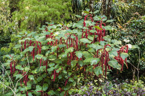 Botanical garden, Tropical Spice Garden in Teluk Behang, Pulau Pinang, Malaysia  photo