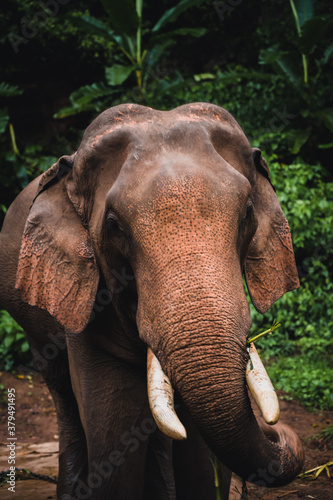 Asian elephant in the jungle in Chiangmai , Thailand