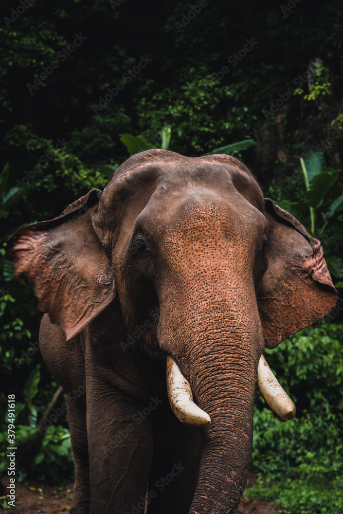Fototapeta premium Asian elephant in the jungle in Chiangmai , Thailand