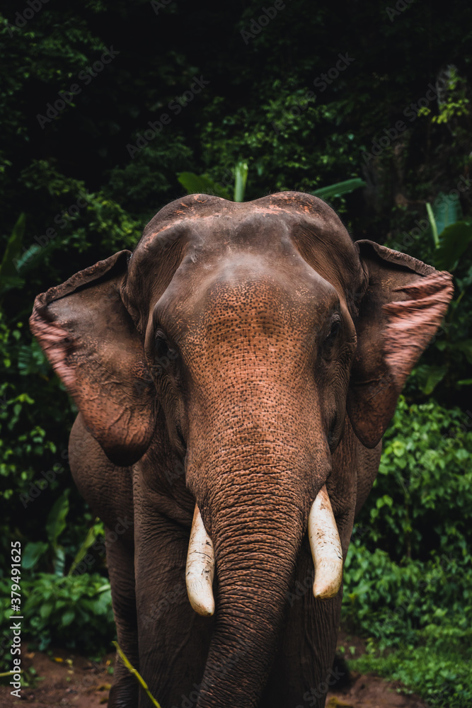 Fototapeta premium Asian elephant in the jungle in Chiangmai , Thailand