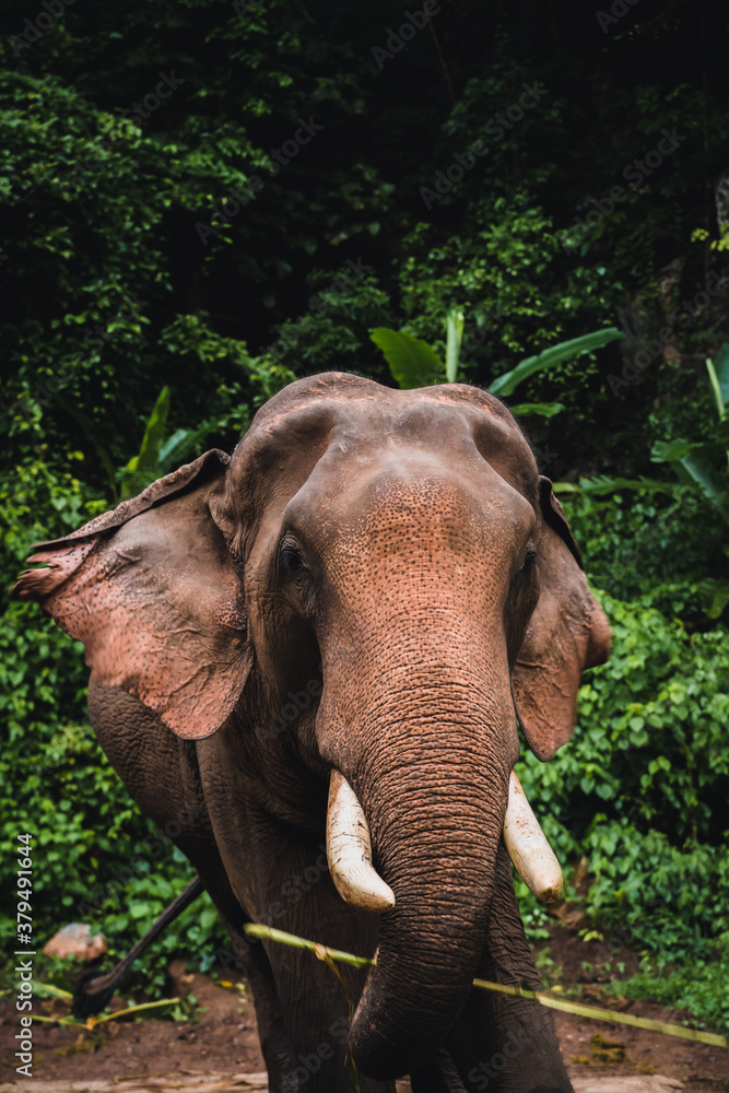 Fototapeta premium Asian elephant in the jungle in Chiangmai , Thailand