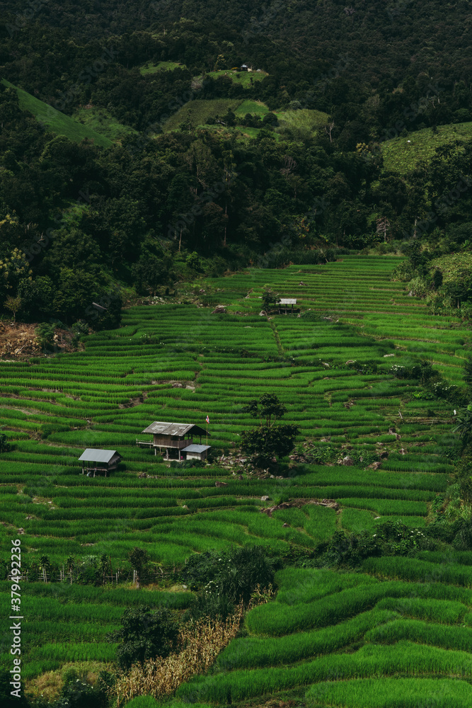 Pa Bong Piang Rice Terraces in Chiangmai , Thailand Pa Bong Piang Rice Terraces in Chiangmai , Thailand
