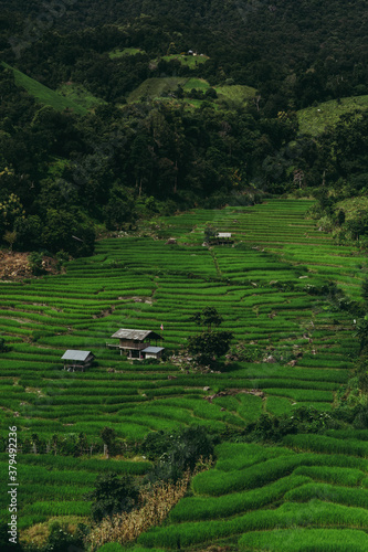 Pa Bong Piang Rice Terraces in Chiangmai , Thailand photo