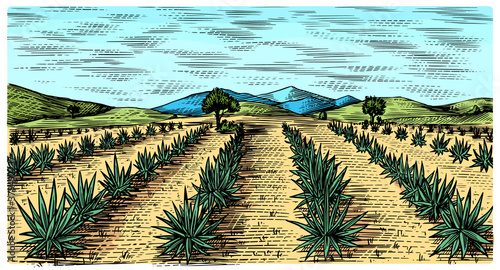 Agave field. Vintage retro landscape. Harvesting for tequila making. Engraved hand drawn sketch. Woodcut style. Vector illustration for menu or poster.