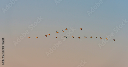 Geese flying in a colorful sky at sunrise in an early morning at fall  Almere  Flevoland  The Netherlands  September 20  2020