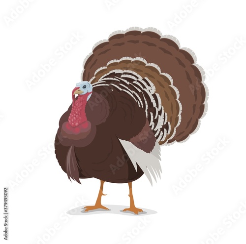 Turkey vector cartoon mascot, poultry farm fowl, symbol of Thanksgiving day holidays. Livestock domestic bird or wild turkey cockerel with brown plumage and beautiful tail, isolated icon