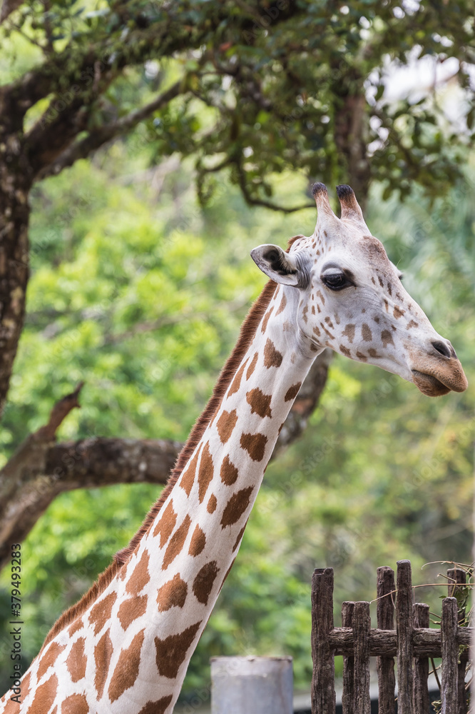 Obraz premium Taiping lake district and Zoo