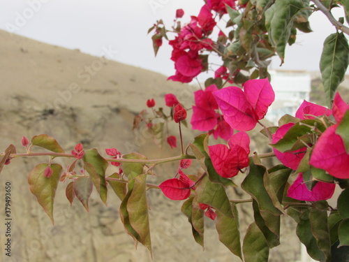 flores
