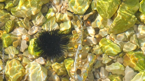 Black sea urchin lies underwater on stones next to the golden instrument is a small alt saxophone. Echinothrix diadema, commonly called diadema urchin. Long spines sea urchin. Water slow motion video photo