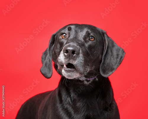 studio shot of a dog on an isolated background