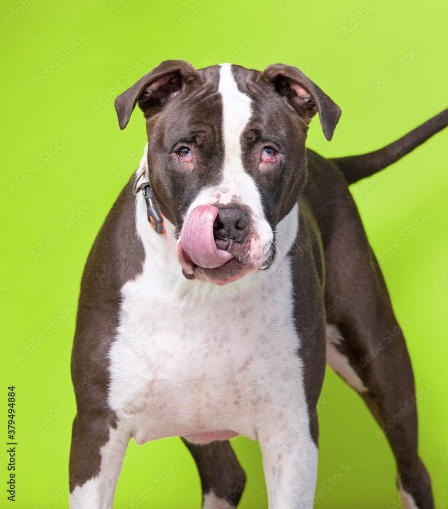 studio shot of a dog on an isolated background studio shot of a dog on an isolated background