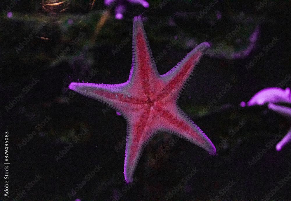 red starfish in the night red starfish in the night