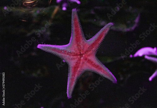 red starfish in the night