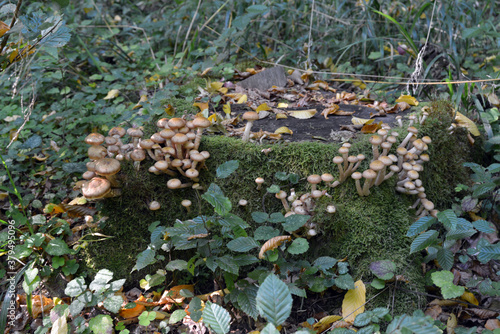 Autumn mushrooms honey mushrooms in natural conditions. © ESENIY