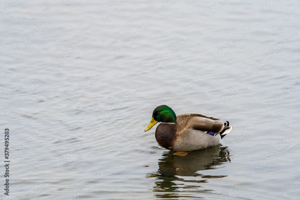 Mallard duck male sitting in lake with blurred background, shallow depth of field. Mallard duck male sitting in lake with blurred background, shallow depth of field.