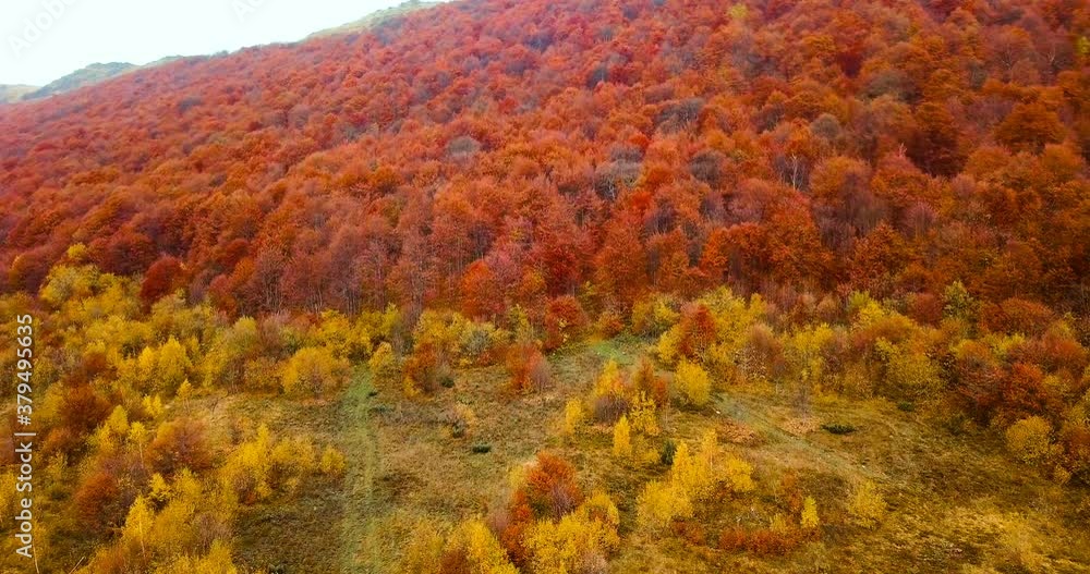 Red beech trees. Flying above beautiful autumn forest in Carpathian mountains. Aerial view. Red beech trees. Flying above beautiful autumn forest in Carpathian mountains. Aerial view.