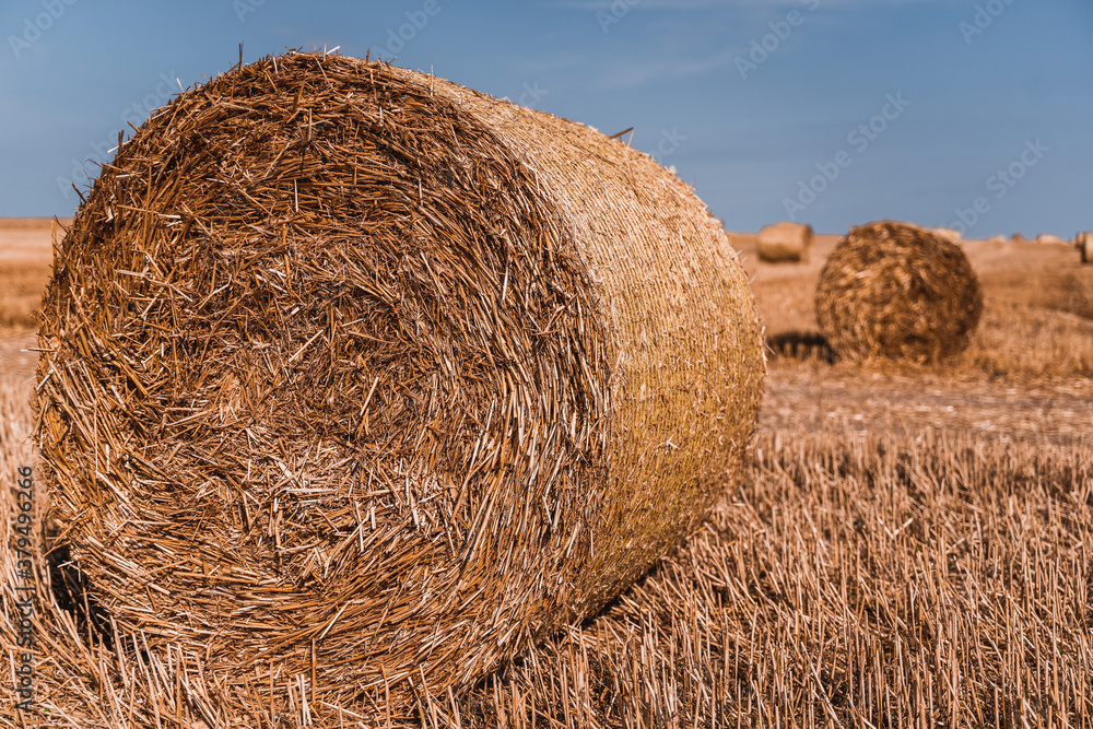 hay in round tables lies on the field hay in round tables lies on the field