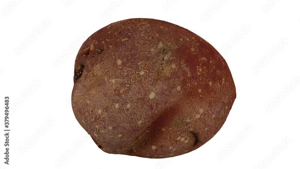 Realistic render of a rotating Red Bliss Potato on white background. The video is seamlessly looping, and the model is 3D scanned from a real potato.
Realistic render of a rotating Red Bliss Potato on white background. The video is seamlessly looping, and the model is 3D scanned from a real potato.