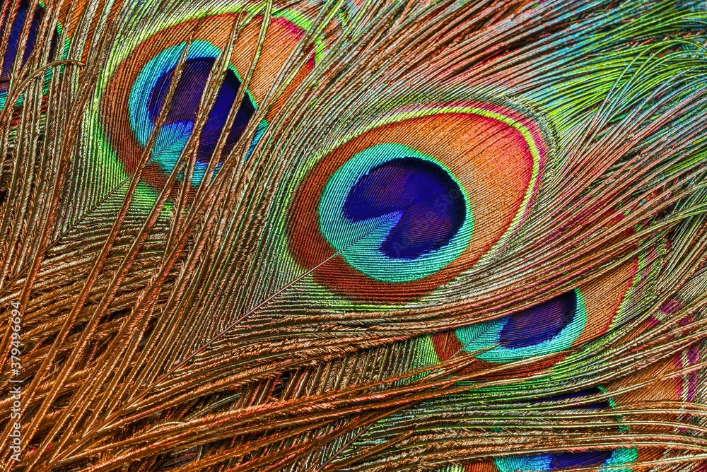 Fototapeta premium Peacock feathers close up. Background of the tail peacock feathers. Abstract background of feathers.