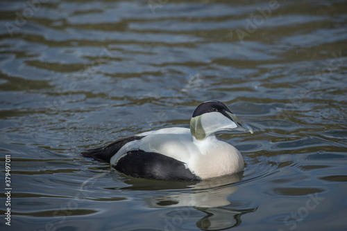 Male Eider duck  