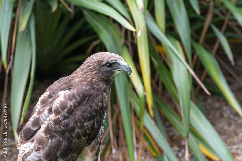 Red-tailed hawk Red-tailed hawk