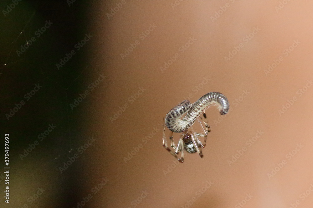 Fototapeta premium spider on a web