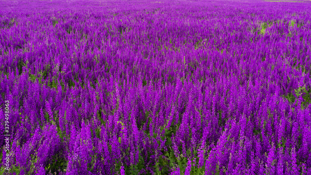 Flowering field with Rocket Larkspur (Consolida ambigua). Purple Larkspur (Consolida orientalis) flowering