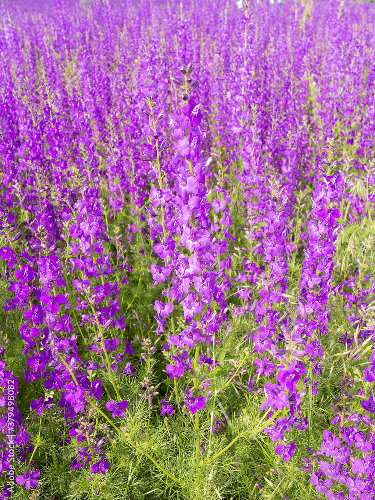 Obraz premium Flowering field with Rocket Larkspur (Consolida ambigua). Purple Larkspur (Consolida orientalis) flowering