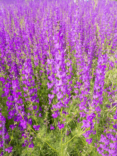 Flowering field with Rocket Larkspur  Consolida ambigua . Purple Larkspur  Consolida orientalis  flowering