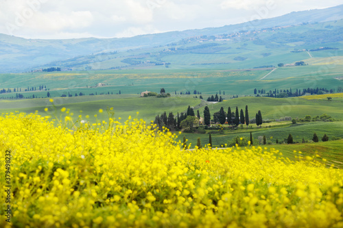 Blue sky  sun and yellow canola field.