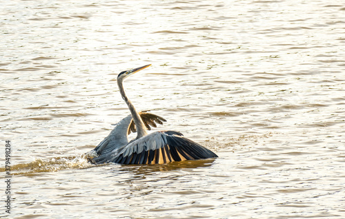 A Great Blue Heron Makes a Splash Landing in a Lake.