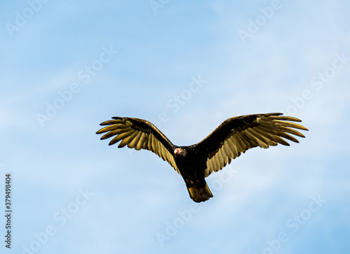 Turkey Vulture Gliding in a Blue Sky. © Scott