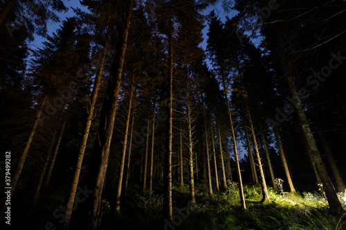 Evergreen trees light painted in forest at night photo