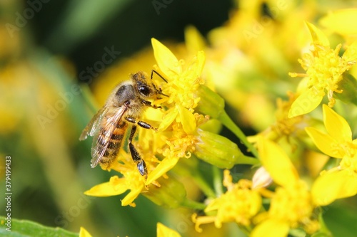 abeja sobre flores amarillas durante la polinización, 