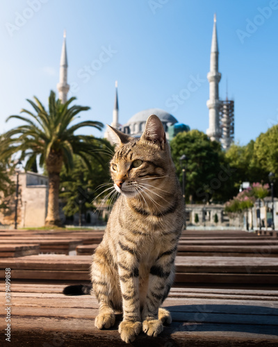 Photography gato lindo frente a la mezquita azul en Estambul, Turquía