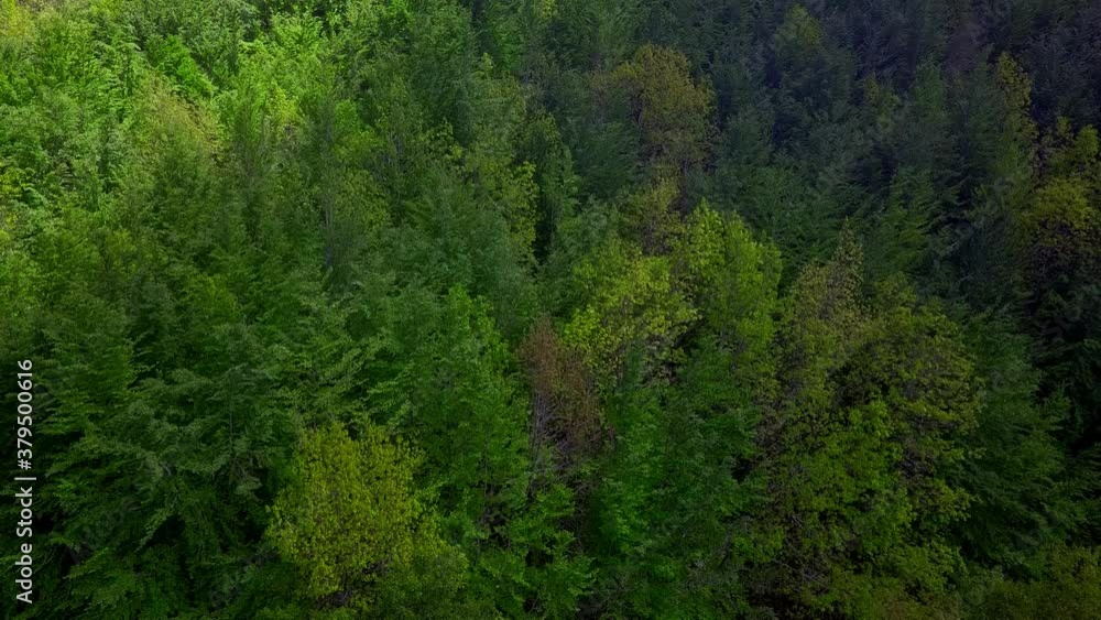 aerial view of sun revealing pine trees in Madeira island, Portugal aerial view of sun revealing pine trees in Madeira island, Portugal