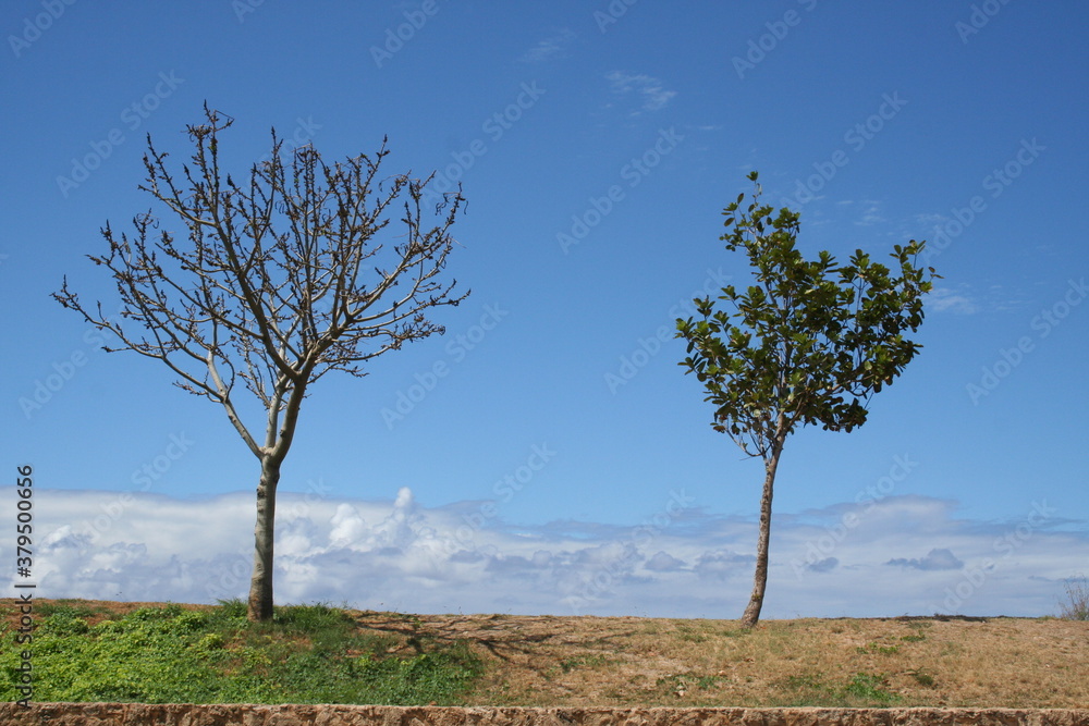 tree in the field