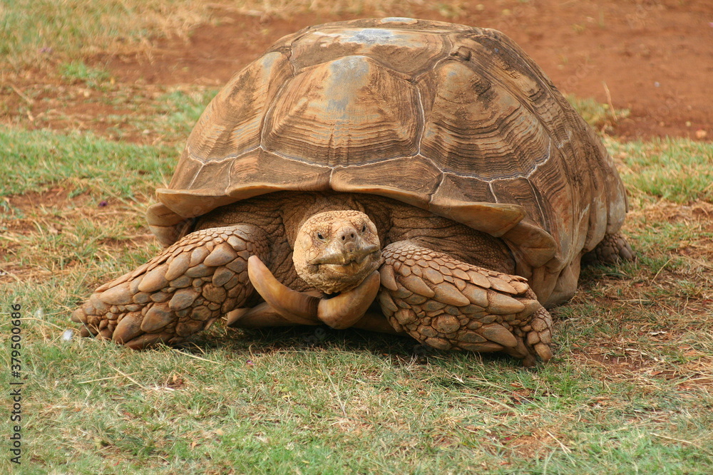 Obraz premium turtle on the grass